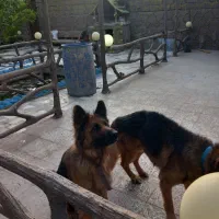 واگذاری سگ ژرمن شپر