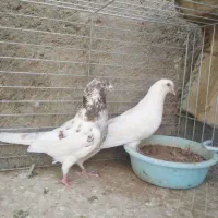 کفترپرشی صاف پروبازیکن(همراه باارسال)|حراج|اشکذر, |دیوار