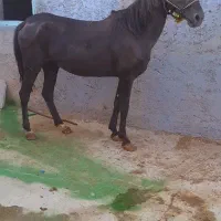 اسب مادیان میبد