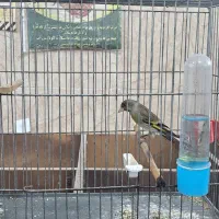 سهره قناری معاوضه|پرنده|کرمان, |دیوار