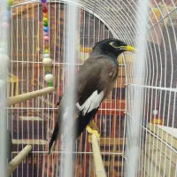 مرغ مینا نر|پرنده|فردیس, قریشی|دیوار