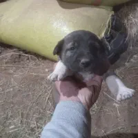 توله های سرابی