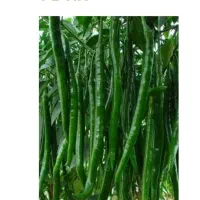 6500نشا گوجه گلخانه ای اماده کشت باقرارداد وضمانت|خدمات باغبانی و درختکاری|شیراز, شهدای شهرک سعدی|دیوار