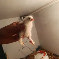 جوجه مرغ برهما خالص یوسل بلژیکی وجاپنیز مینیاتوری
