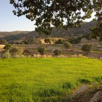 فروش چلتیک چمپا صالحون