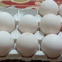 تخم بوقلمون