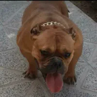 امریکن بولی پاکت سایز فوق حرفه ای|سگ|تهران, قیطریه|دیوار