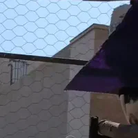 کبوتر گم شده  لکدوش شهرک ولیعصر