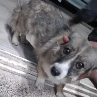 پت/سگ خونگی حیوون خونگی|سگ|رفسنجان, |دیوار