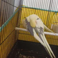 عروس هلندی|پرنده|ایلام, |دیوار