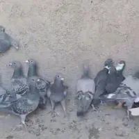 کبوتر پلاکی|پرنده|مشهد, آزادشهر|دیوار