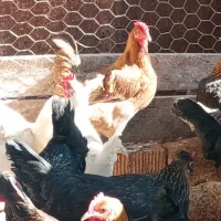 معاوضه مرغ محلی اصل سالم وتخم گذار با جوجه غاز