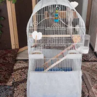 عروس هلندی با قفس ۳ تومن