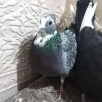 کبوتر پلنگ|حیوانات|زرند, |دیوار