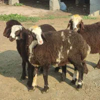 4راس بره قزل افشار