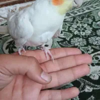 عروس نر سخنگو