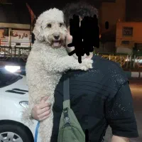 پودل توی|سگ|تهران, سلسبیل جنوبی|دیوار