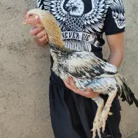 خروس لاری اصیل|حیوانات مزرعه|کبودرآهنگ, |دیوار