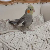 پرنده عروس هلندی