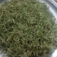 رزماری خشک و تمیزشده