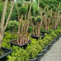 خدمات حرفهای باغبانی و فضای سبز در محیط شما|خدمات باغبانی و درختکاری|تهران, قلهک|دیوار