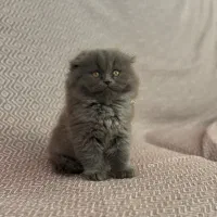 اسکاتیش و بریتیش