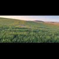 اجاره و فروش سه هکتار زمین کشاورزی دیم