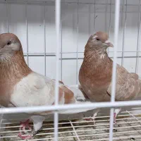 کبوتر سرای هما|پرنده|دامغان, |دیوار