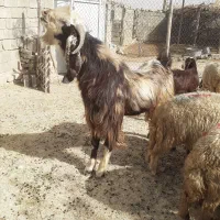 ساورین در جه یک مال داشت|حیوانات مزرعه|سرپل ذهاب, |دیوار