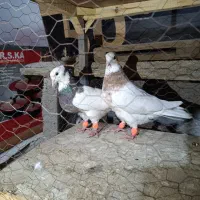 کفتر طوقی|پرنده|مشهد, نیزه|دیوار