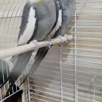 عروس پاریس هلندی|پرنده|سوسنگرد, |دیوار