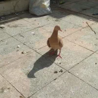 جفت نر و ماده درجه یک کبوتر کفتر