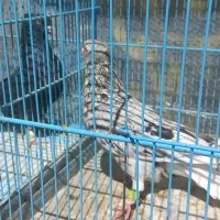 کبوتر هفرنگ دمسفید