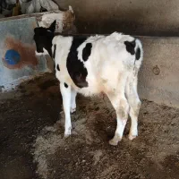 گوساله نر جنس عالی|حیوانات مزرعه|گلپایگان, |دیوار