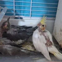 جوجه عروس هلندی