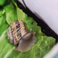 حلزون|خزنده|قم, پردیسان|دیوار