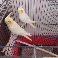 عروس هلندی مولد|پرنده|اصفهان, شاهد|دیوار