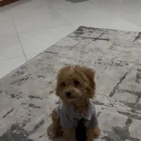 سگ توی پودل رنگ‌رد|سگ|کرج, گلشهر|دیوار