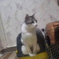 واگذاری گربه رایگان فوری