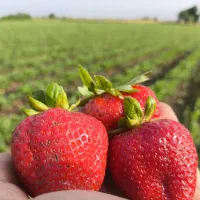 حراج نهال توت فرنگی سابرینا درجه ۱ نی ۱۵میلیون|عمده‌فروشی|خان ببین, |دیوار