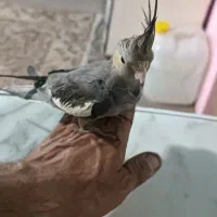 فروشنده عروس