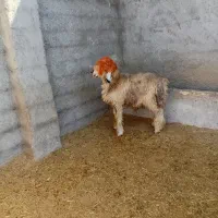 بره تخمی|حیوانات مزرعه|ایذه, |دیوار