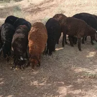فروش ۱۵ راس بره لار نرو ماده