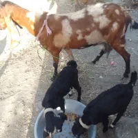 کهره کاموری بادوکهرنرو ماده سالم وداشتی