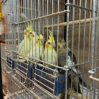 حراج طوطی عروس هلندی|پرنده|بابل, |دیوار