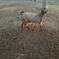 یک پاچن با یک بز فروش است|حیوانات مزرعه|ایرانشهر, |دیوار