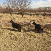 فروش بز و پازن|حیوانات مزرعه|پادنا علیا, |دیوار