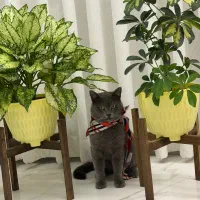 واگذاری گربه اسکاتیش نر