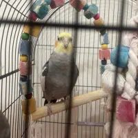 عروس هلندی سخنگو|پرنده|پردیس, فاز ۸|دیوار