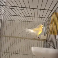 قناری جفت موزایکی|پرنده|قزوین, |دیوار